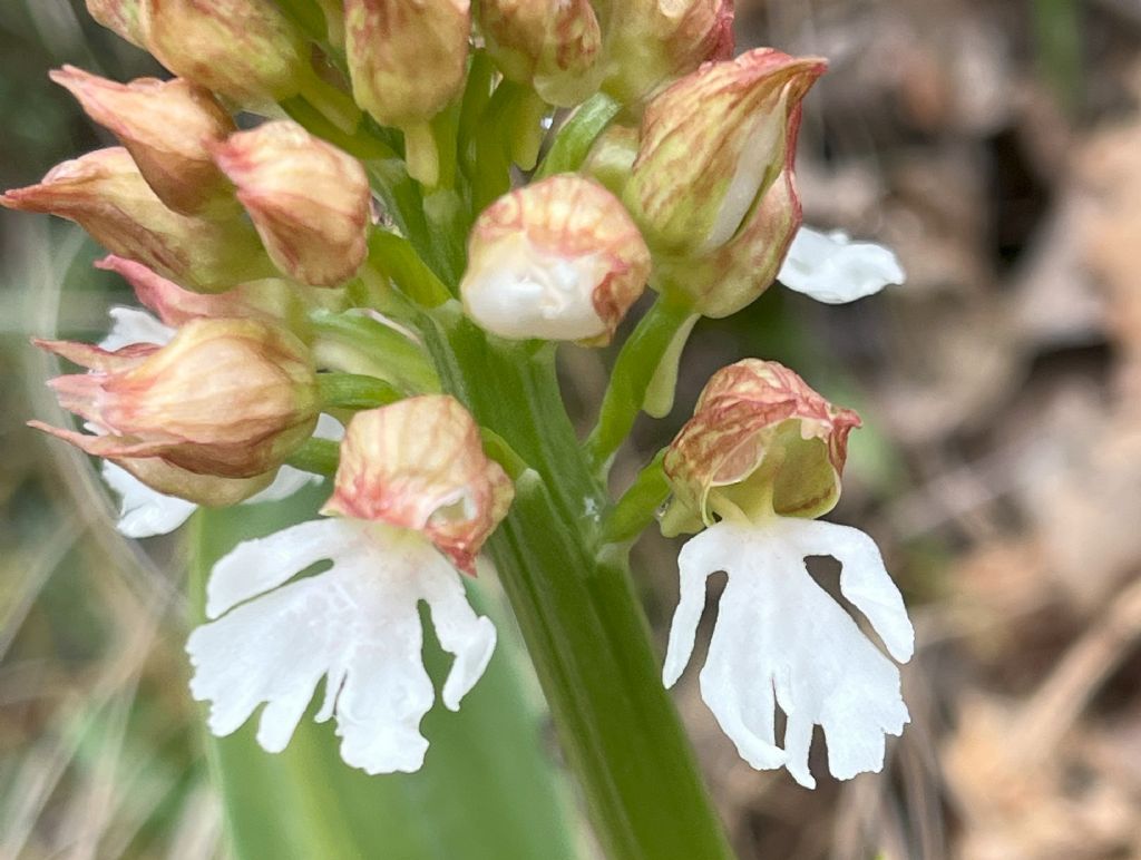 Orchis purpurea albiflora